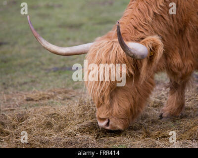 Highland vacche con i giovani vitelli al pascolo nei millington yorkshire Foto Stock