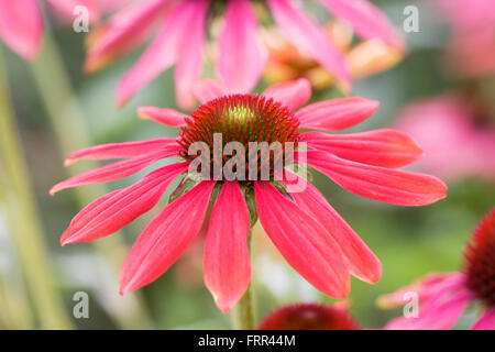 Echinacea fiori. Coneflower in un confine erbacee. Foto Stock