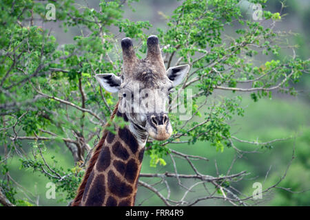 Adulto giraffa visto su un game drive a Thanda Private Game Reserve, Kwa-Zulu Natal, Sud Africa Foto Stock