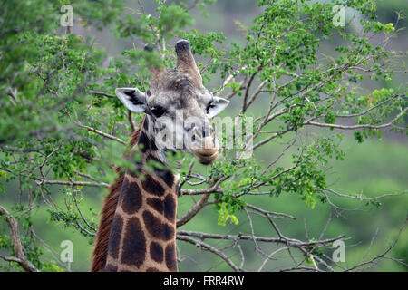 Adulto giraffa visto su un game drive a Thanda Private Game Reserve, Kwa-Zulu Natal, Sud Africa Foto Stock