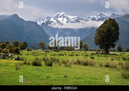 Cercando di Mount Cook dal Fox Village, Westland National Park, Isola del Sud, Nuova Zelanda Foto Stock