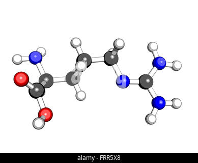Amminoacido arginina struttura molecolare su sfondo bianco Foto Stock