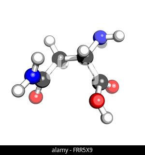 Aminoacido asparagina struttura molecolare su sfondo bianco Foto Stock