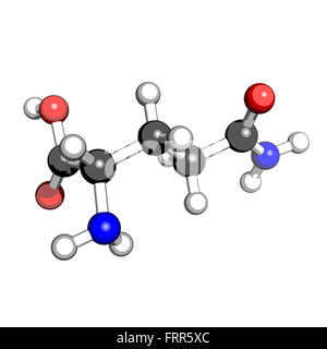 Glutammina aminoacidica struttura molecolare su sfondo bianco Foto Stock
