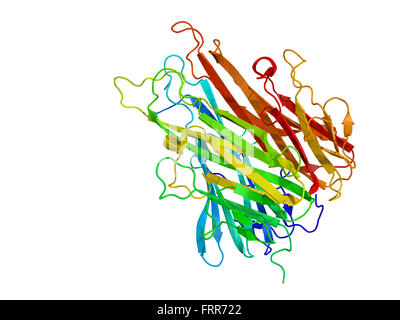 Fattore di necrosi tumorale (TNF, cachexin, cachectin) proteina, una citochina che svolge un ruolo importante nell'infiammazione e immunità. Foto Stock