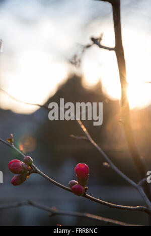 Il ramo di rosa boccioli di fiori in primavera e del tramonto sullo sfondo Foto Stock
