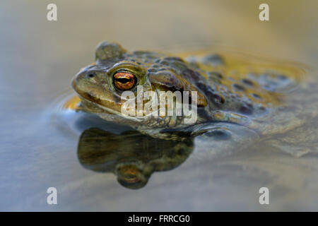 Politica europea comune in materia di toad (Bufo bufo) maschio galleggianti in stagno in primavera Foto Stock