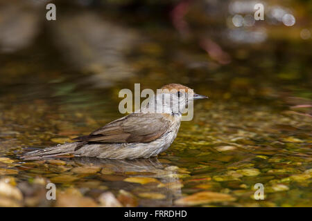 Eurasian Capinera (Sylvia atricapilla) femmina di balneazione in acque poco profonde Foto Stock