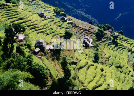 Vista dei campi terrazzati e fattorie lungo il versante di una montagna come visto durante il circuito di Annapurna Trek Annapurna Regione, Nepal Foto Stock