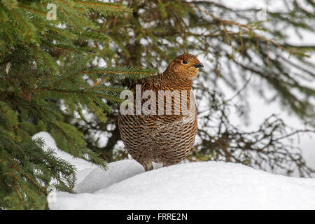 Forcelli (Lyrurus tetrix / Tetrao tetrix) femmina rovistando nella foresta di pini nella neve in inverno Foto Stock