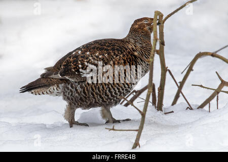Forcelli (Lyrurus tetrix / Tetrao tetrix) femmina rovistando nella foresta di neve in inverno Foto Stock