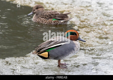 Eurasian teal / comune teal (Anas crecca) maschio sul ghiaccio del laghetto congelato in inverno Foto Stock