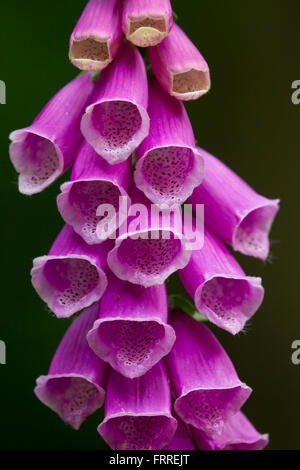 Foxglove comune / viola / foxglove lady del guanto (Digitalis purpurea) close up di fiori viola Foto Stock