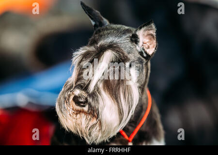 Miniatura Schnauzer Zwergschnauzer cane vicino. Schnauzer nano. Adulto nero e argento con orecchie naturali, le lunghe sopracciglia un Foto Stock