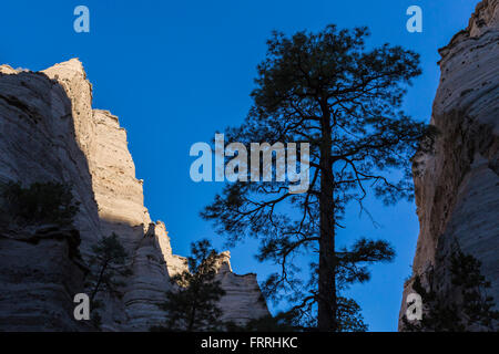 Ponderosa Pine, Pinus ponderosa, lungo la fessura Canyon Trail a tenda Kasha-Katuwe Rocks National Monument, Nuovo Messico, STATI UNITI D'AMERICA Foto Stock