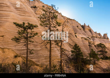 Pino Ponderosa con strati di Peralta Tuff lungo la fessura Canyon Trail a tenda Kasha-Katuwe Rocks National Monument, Nuovo Messico Foto Stock