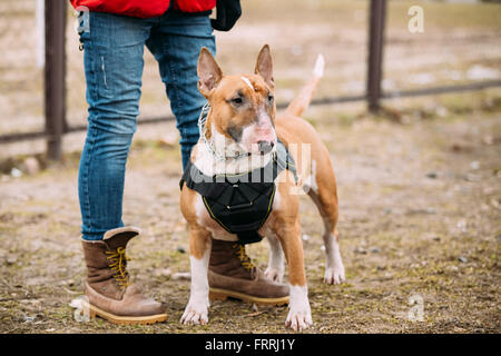 Il Pet Bullterrier cane ritratto a erba verde. Altri nomi - Bully, il bianco Cavalier, Gladiator e inglese Bull Terrier. Foto Stock