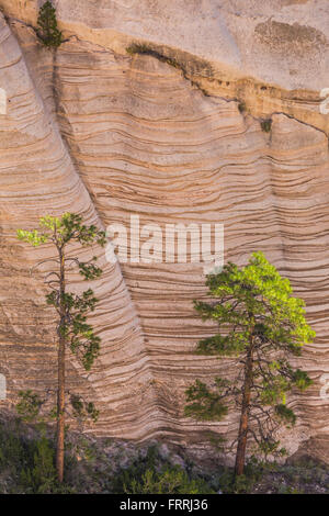 Pino Ponderosa con roccia stratificata lungo la fessura Canyon Trail a tenda Kasha-Katuwe Rocks National Monument, Nuovo Messico, STATI UNITI D'AMERICA Foto Stock