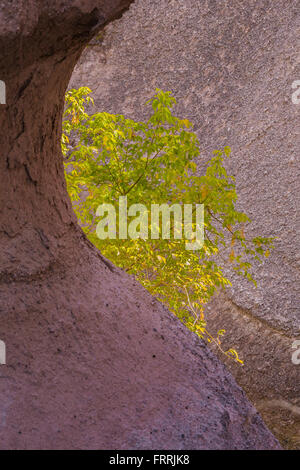 Box Elder, Acer negundo lungo la fessura Canyon Trail a tenda Kasha-Katuwe rocce monumento nazionale nel Nuovo Messico, STATI UNITI D'AMERICA Foto Stock