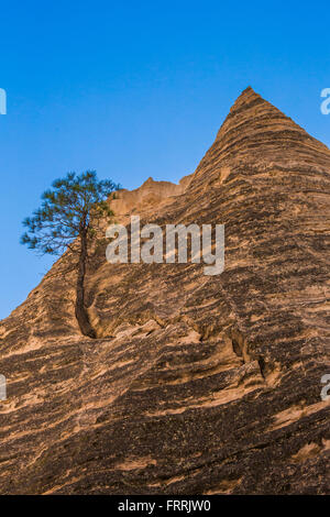 Ponderosa Pine, Pinus ponderosa, striati con formazioni rocciose lungo la fessura Canyon Trail a tenda Kasha-Katuwe Rocks National M Foto Stock