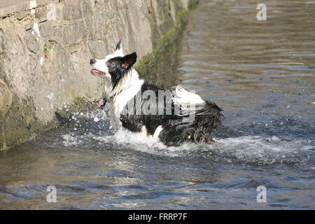 Border Collie nuotare nel fiume Wandle.. Foto Stock