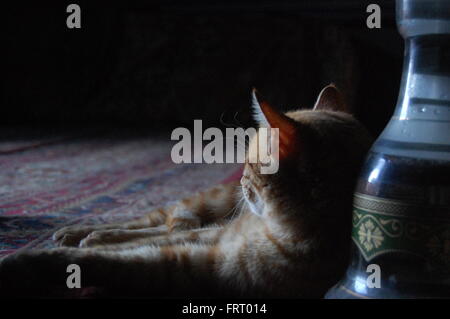 Gatto dorme contro un shisha in Wadi Rum desert, Giordania Foto Stock