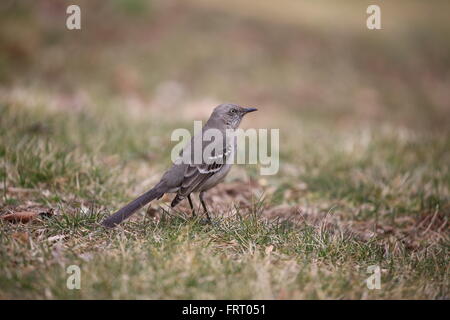 Riflessivo northern mockingbird ascoltando altre il canto degli uccelli Foto Stock