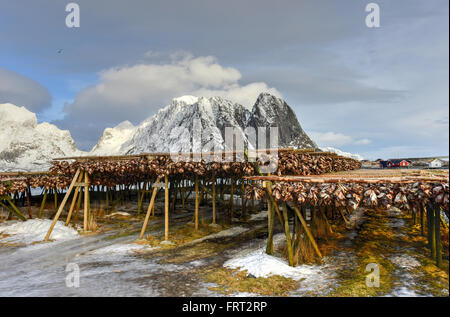 Stoccafisso (cod) nel periodo invernale in Reine, Isole Lofoten in Norvegia. Foto Stock