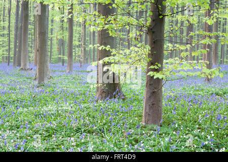 Bella bluebell fiori nella foresta, Hallerbos, Belgio Foto Stock