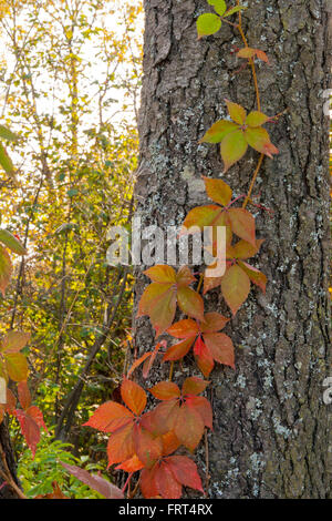 Vite rampicante è la sua gloriosa i colori dell'autunno. Foto Stock