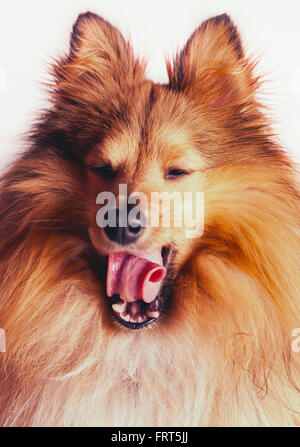 Sbadiglio sheltie dog ritratto Foto Stock