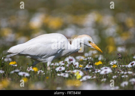 Western airone guardabuoi (Bubulcus ibis) caccia tra molla fiori selvatici, West Coast National Park, Sud Africa Foto Stock