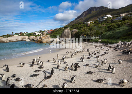 I Penguins africani (Spheniscus demersus) colonia su Foxy Beach, Table Mountain National Park, Simon's Town, Cape Town, Sud Africa Foto Stock