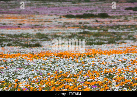 Molla di fiori selvatici, Postberg sezione, West Coast National Park, Western Cape, Sud Africa Foto Stock