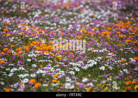 Molla di fiori selvatici, Postberg sezione, West Coast National Park, Western Cape, Sud Africa Foto Stock