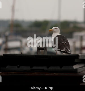 Nero-backed gull sul contenitore dei rifiuti. Foto Stock