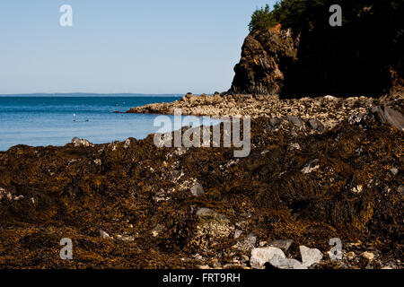 Fondali frastagliati lungo la costa di Camden Maine. Foto Stock