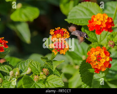 Macroglossum stellatarum nettare alimentazione su fiori di lantana camara Foto Stock