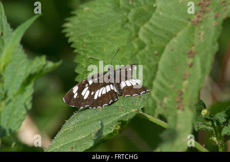 Farfalla aliante ungherese (Neptis rivularis) che si crogiola su una foglia, Ungheria Foto Stock