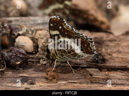 Mappa Butterfly (Araschnia levana prorsa forma) vista laterale in Ungheria Foto Stock