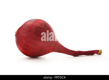 Cipolla rossa isolato su sfondo bianco Foto Stock