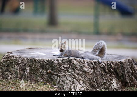 Simpatici e divertenti scoiattolo grigio con un enorme dado nella sua bocca in appoggio sul ceppo di albero dopo la caccia di finitura il suo pranzo Foto Stock