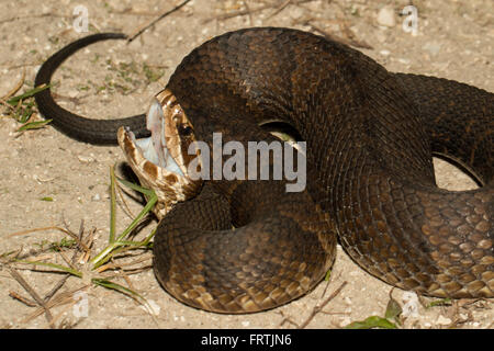 Florida cottonmouth in un display difensiva - Agkistrodon piscivorus conanti Foto Stock