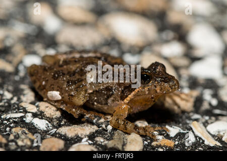 Florida cricket frog attraversare una strada di notte - Acris gryllus dorsalis Foto Stock