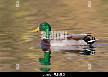 Stockente (Anas platyrhynchos) schwimmend, Erpel, Amburgo, Deutschland, Europa / germano reale (Anas platyrhynchos) nuoto, maschio duc Foto Stock