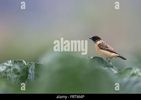 Siberiano o stonechat stonechat asiatici Saxicola maurus unico maschio su verdure a foglia verde terreni agricoli a lunga Valle di Hong Kong Foto Stock