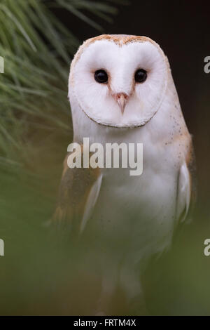 Barbagianni Tyto alba ritratto singola seduta in pino in Cornwall, Regno Unito Foto Stock