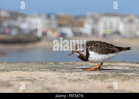 Turnstone Arenaria interpres singolo inverno sul terreno a St Ives Cornwall Regno Unito Foto Stock