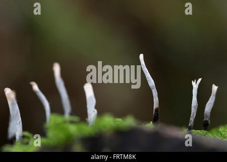 Il tabacco da fiuto per candela fungo Xylaria hypoxylon più autunno crescono su log in Cornwall, Regno Unito Foto Stock