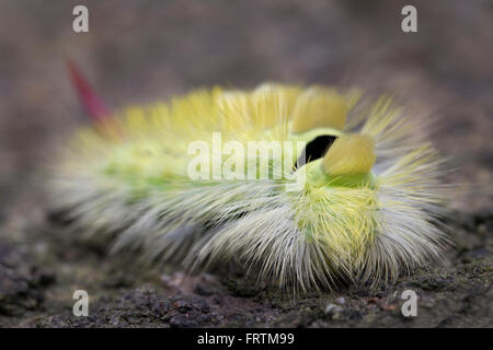 Pale Tussock Moth Larva Calliteara pudibunda unica sulla roccia in Cornwall, Regno Unito Foto Stock